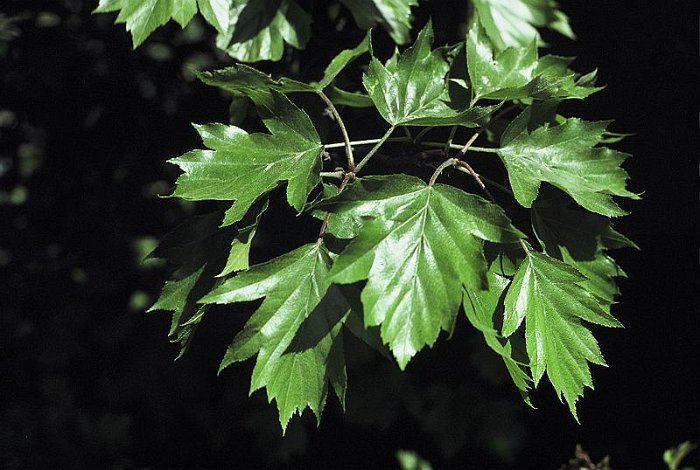 Sorbus torminalis